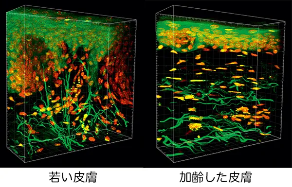 グルコシルナリンギン画像