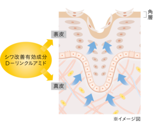 リンクルO/Lコンセントレート画像